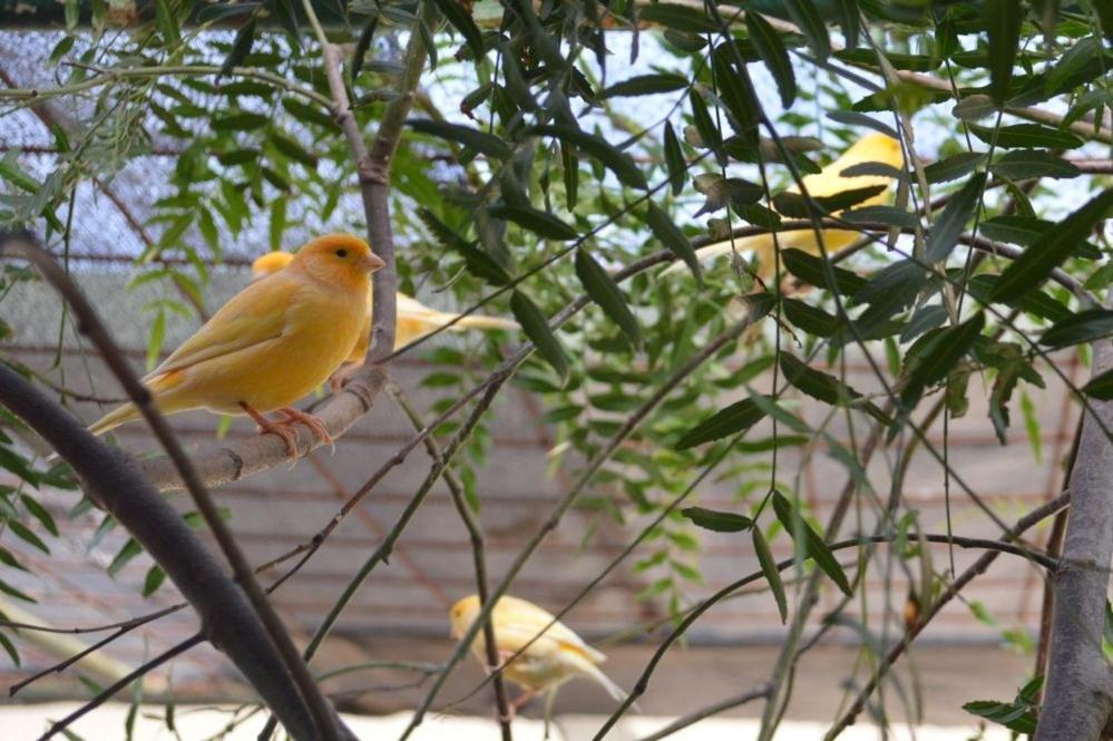 Paringa Caravan Park Renmark Ngoại thất bức ảnh